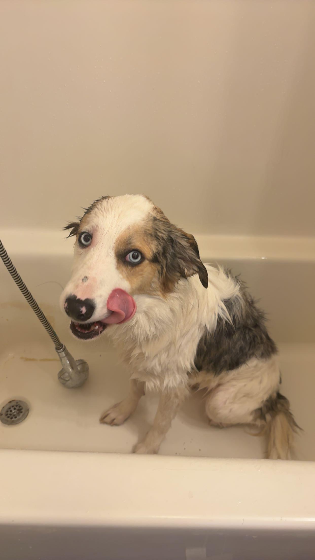 Enlarge Angel Marie, a ADOPTABLE mixed breed in Fort Madison, IA image 4/5