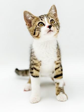 Hamilton is a teeny tiny hunka love, a Adoptable mixed breed in Bedford Hills, NY image 5/6