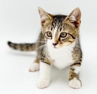 Hamilton is a teeny tiny hunka love, a Adoptable mixed breed in Bedford Hills, NY image 4/6