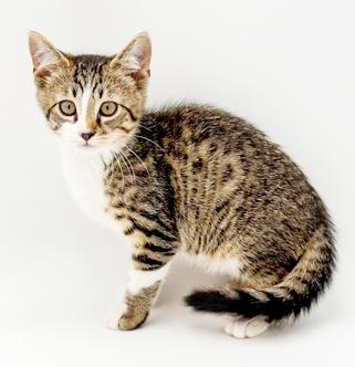 Hamilton is a teeny tiny hunka love, a Adoptable mixed breed in Bedford Hills, NY image 1/6