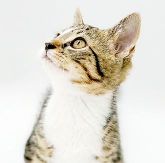 Hamilton is a teeny tiny hunka love, a Adoptable mixed breed in Bedford Hills, NY image 6/6