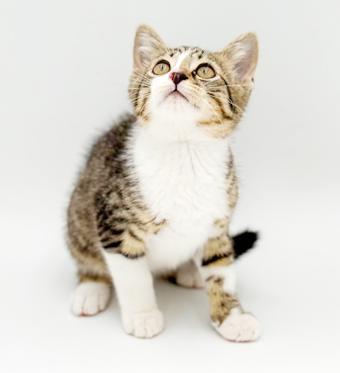 Hamilton is a teeny tiny hunka love, a Adoptable mixed breed in Bedford Hills, NY image 3/6