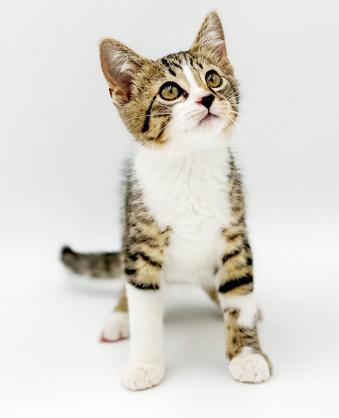 Hamilton is a teeny tiny hunka love, a Adoptable mixed breed in Bedford Hills, NY image 2/6