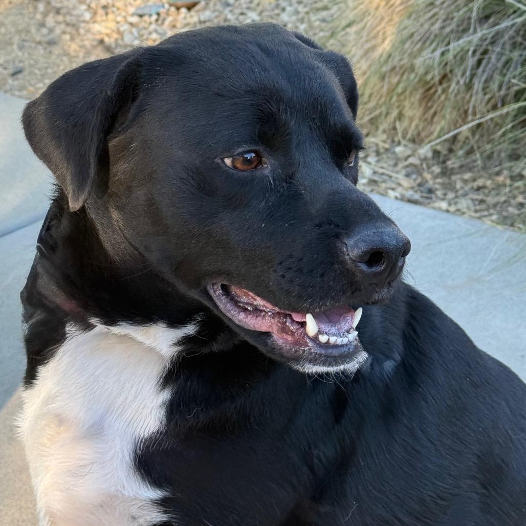 Enlarge Hachi, a Adoptable mixed breed in Albuquerque, NM image 1/6