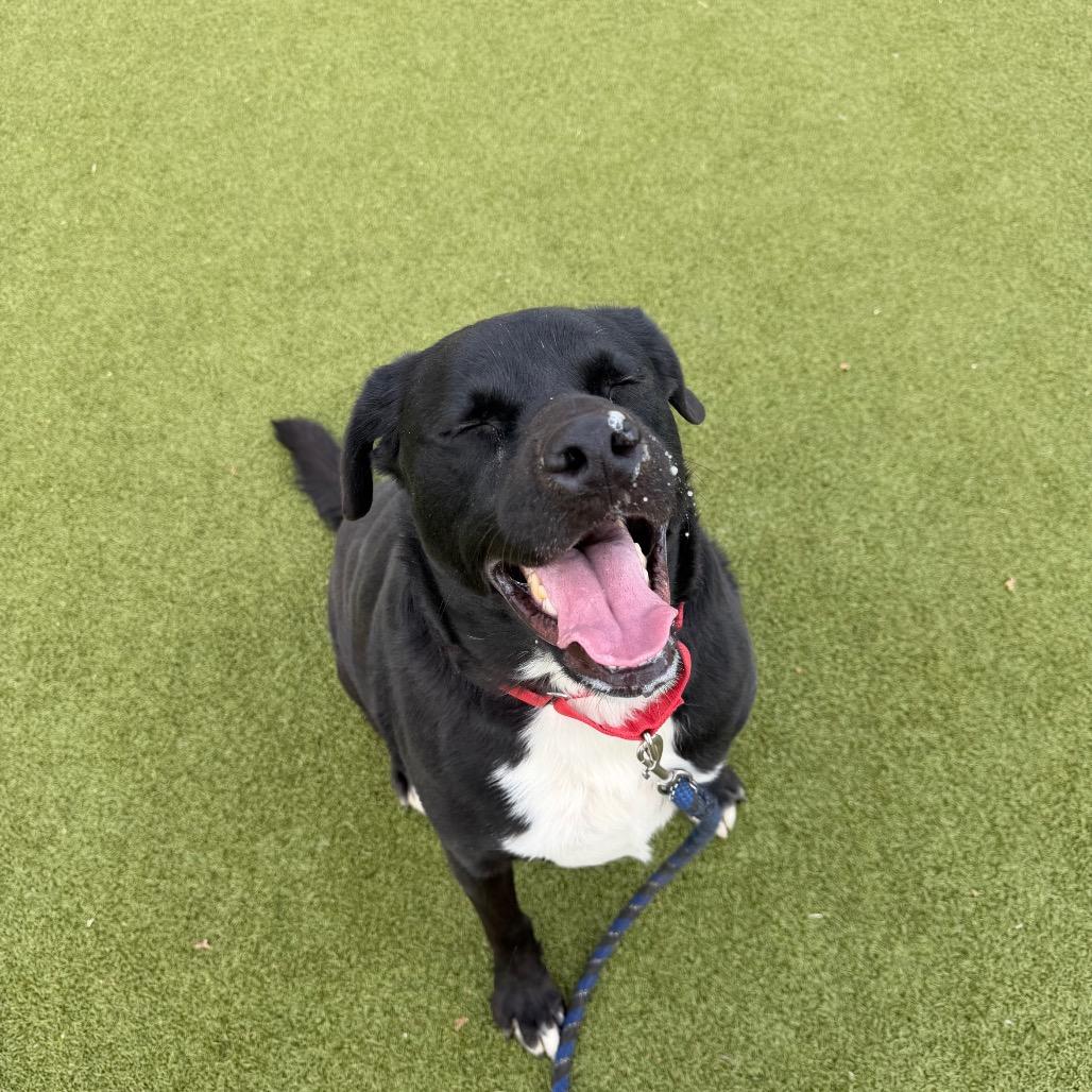Hachi, Adoptable, Adult Male Labrador Retriever & Mixed Breed.
