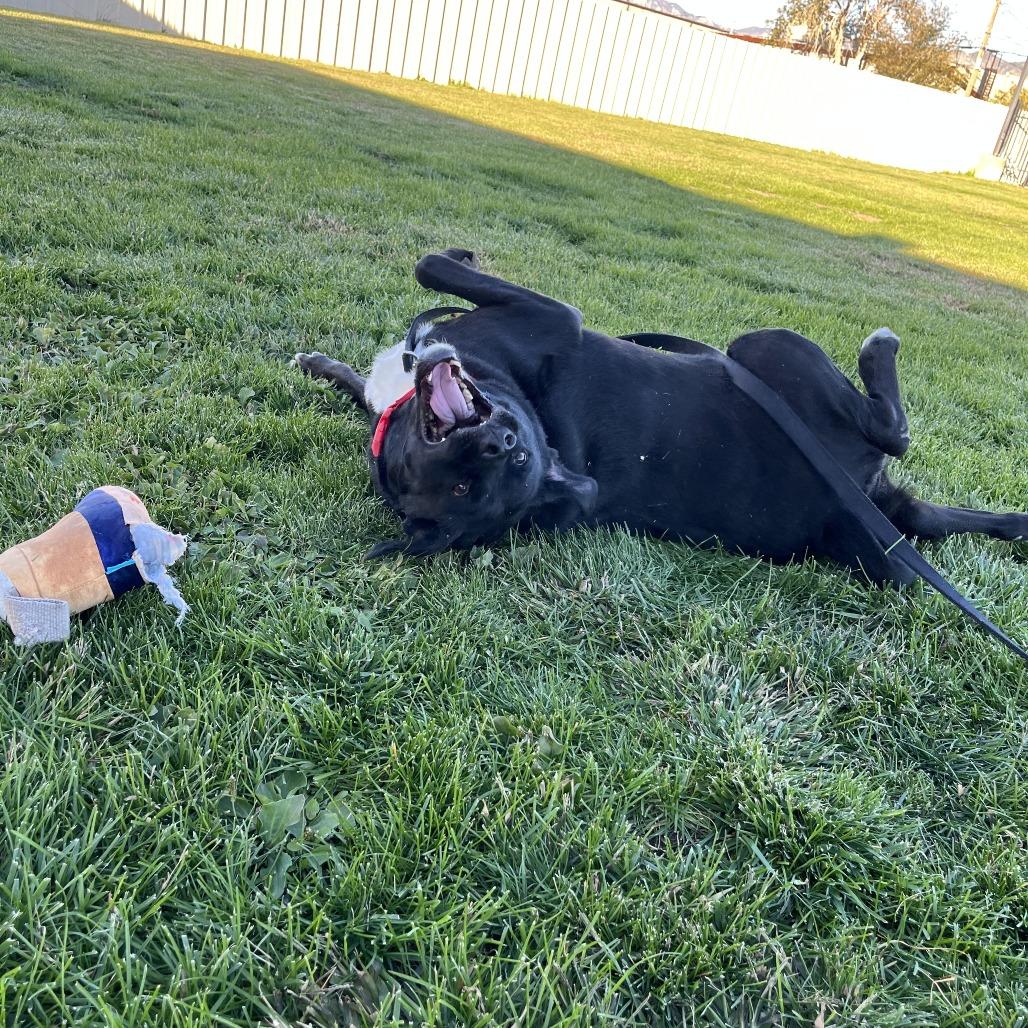 Enlarge Hachi, a Adoptable mixed breed in Albuquerque, NM image 2/6