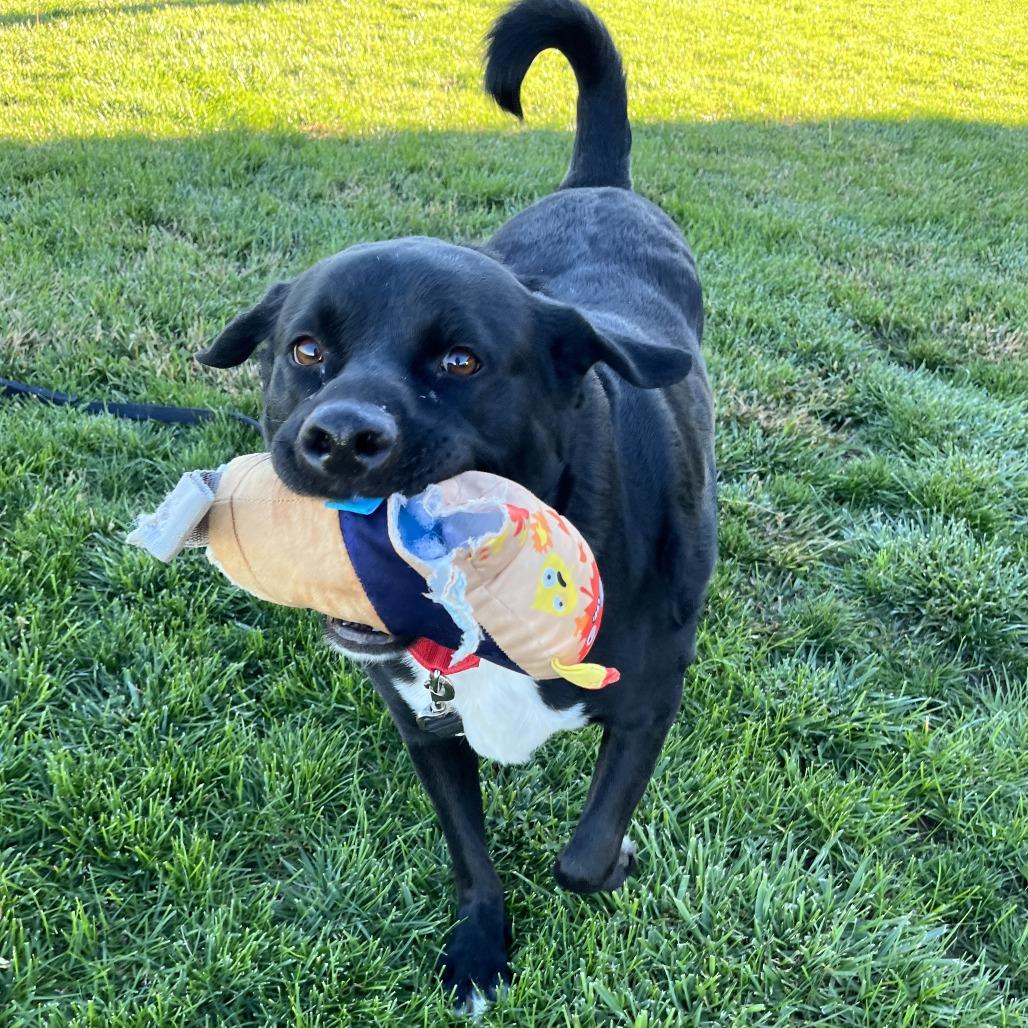 Enlarge Hachi, a Adoptable mixed breed in Albuquerque, NM image 5/6