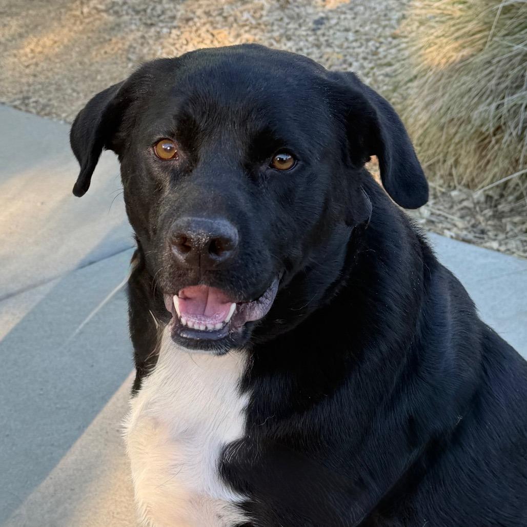 Enlarge Hachi, a Adoptable mixed breed in Albuquerque, NM image 6/6