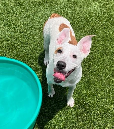 Diana, a Adoptable mixed breed in Richland Hills, TX image 1/3