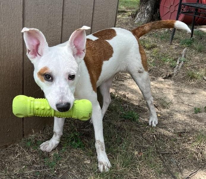 Diana, a Adoptable mixed breed in Richland Hills, TX image 2/3