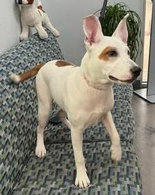 Diana, a Adoptable mixed breed in Richland Hills, TX image 3/3