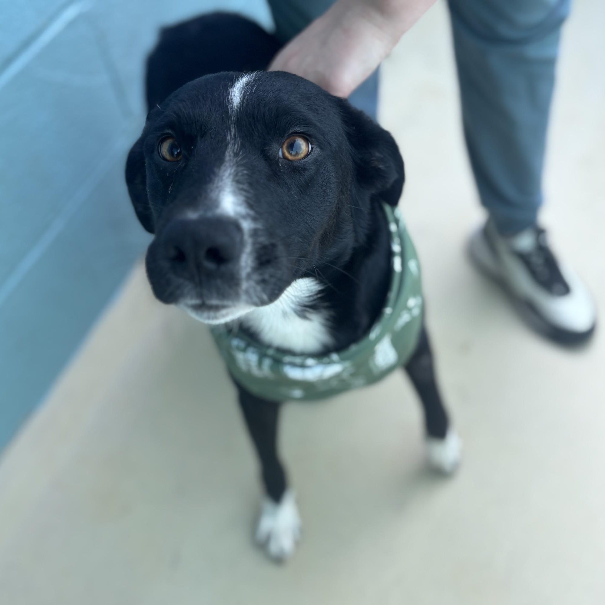 Milkeyway, a ADOPTABLE mixed breed in Marion, NC image 1/5