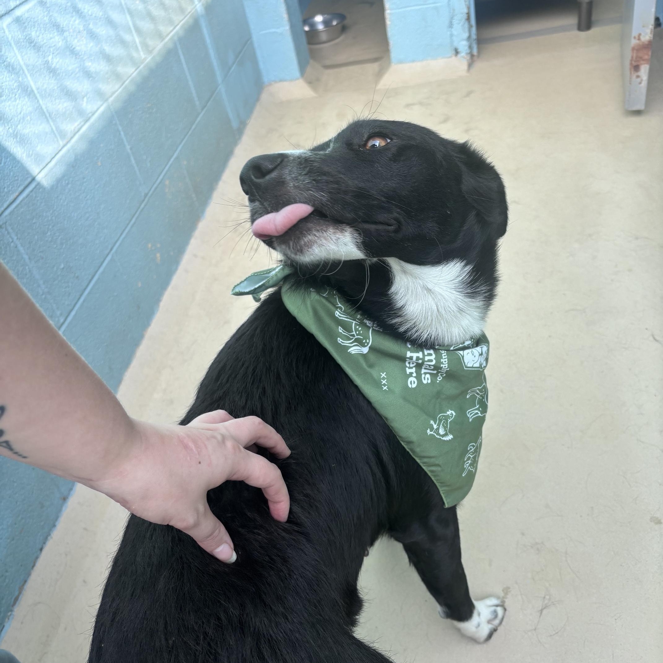 Milkeyway, a ADOPTABLE mixed breed in Marion, NC image 3/5