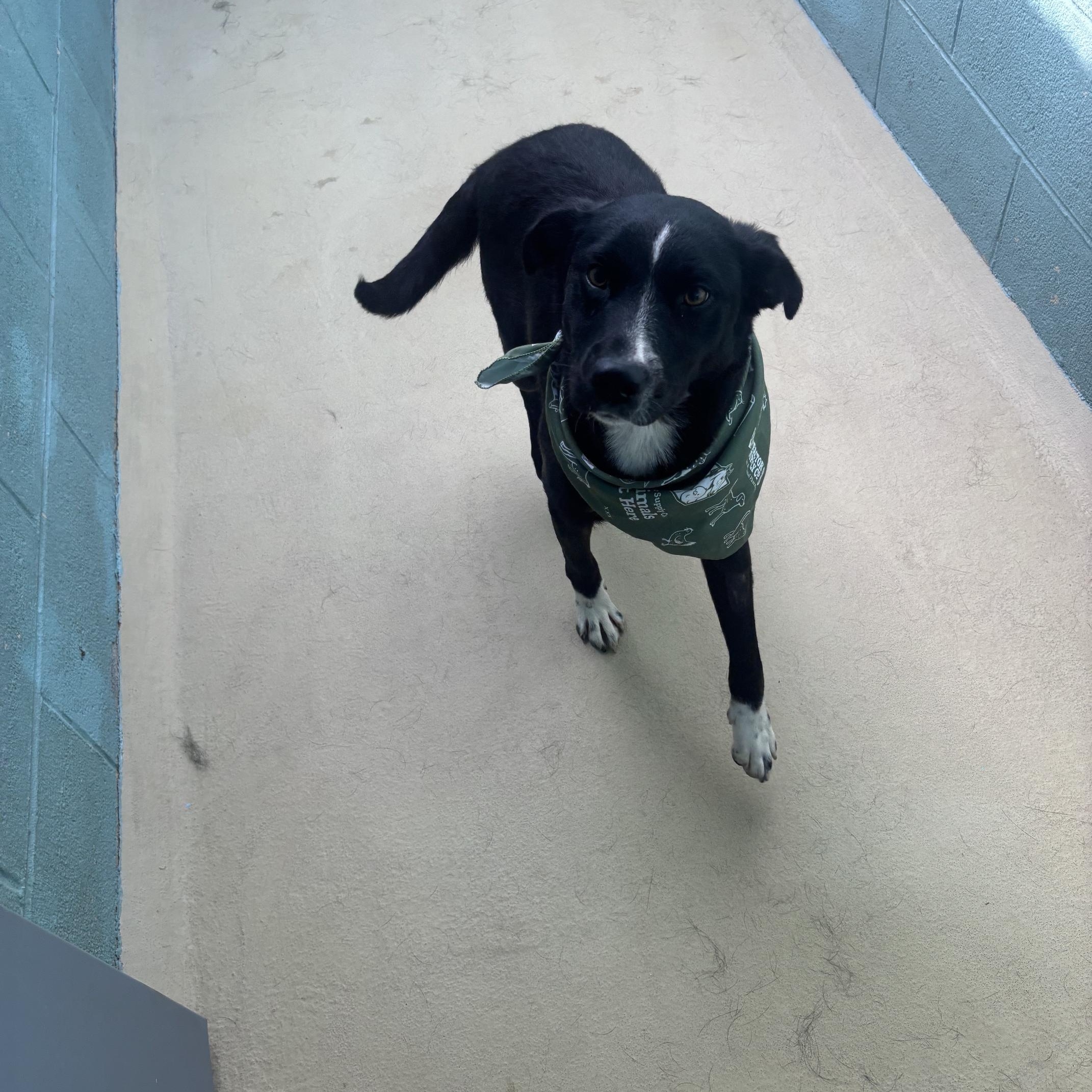 Milkeyway, a ADOPTABLE mixed breed in Marion, NC image 5/5