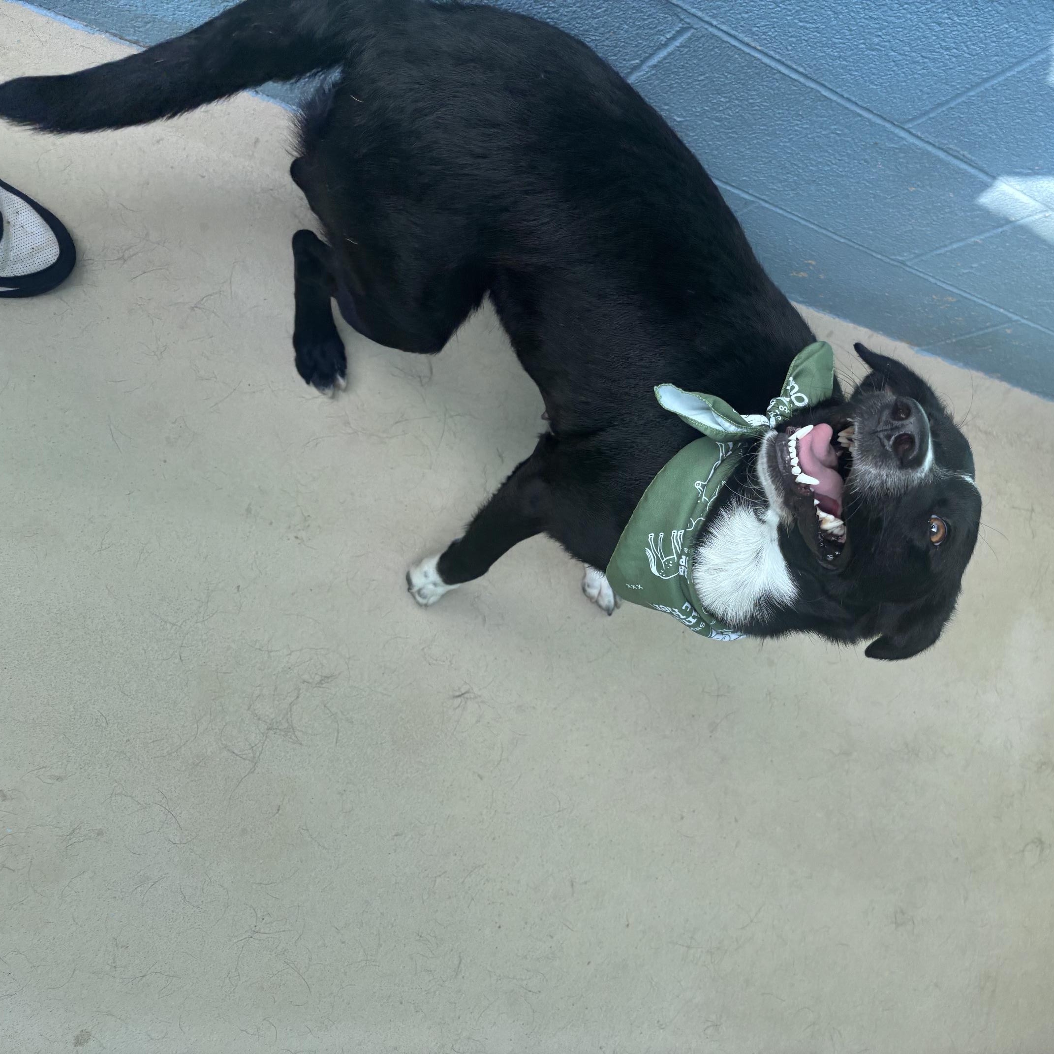 Milkeyway, a ADOPTABLE mixed breed in Marion, NC image 4/5