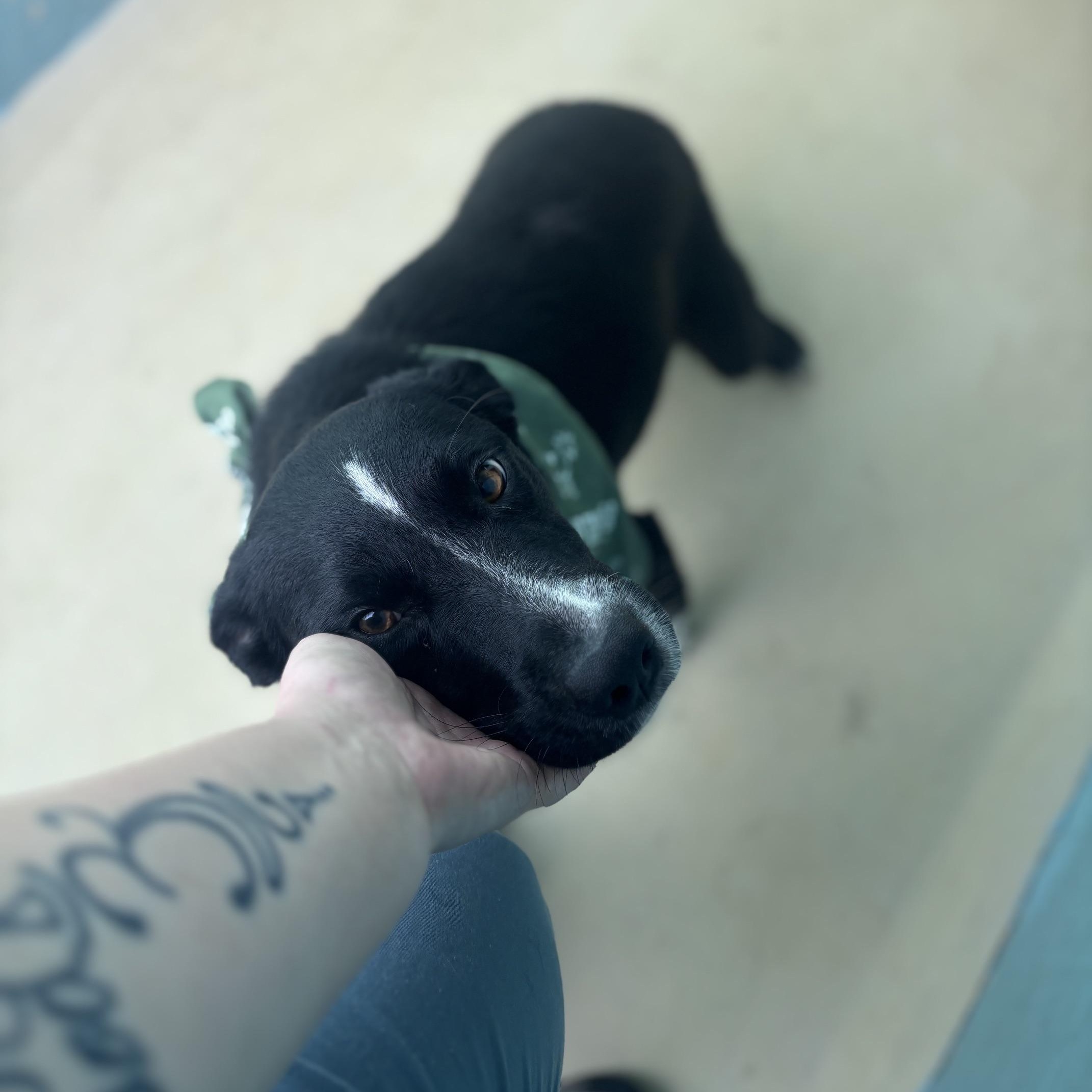 Milkeyway, a ADOPTABLE mixed breed in Marion, NC image 2/5