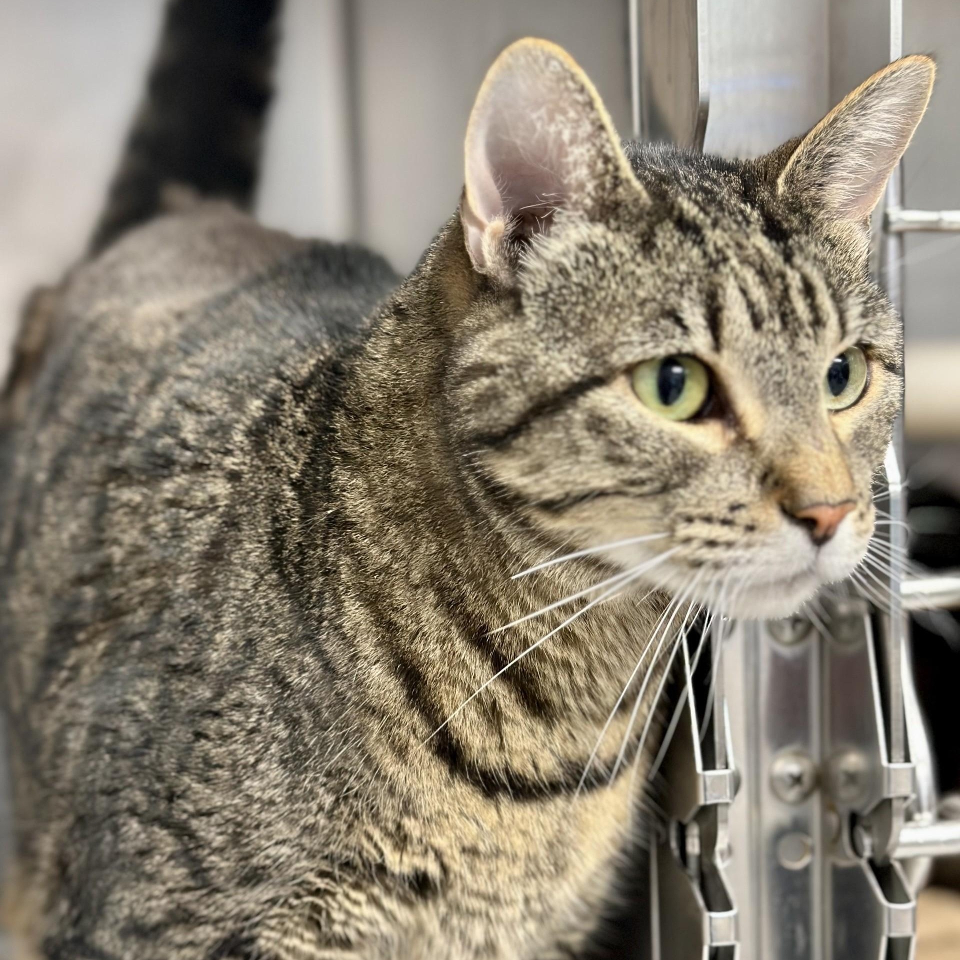 Stella, a Adoptable Domestic Short Hair in Manahawkin, NJ image 1/2