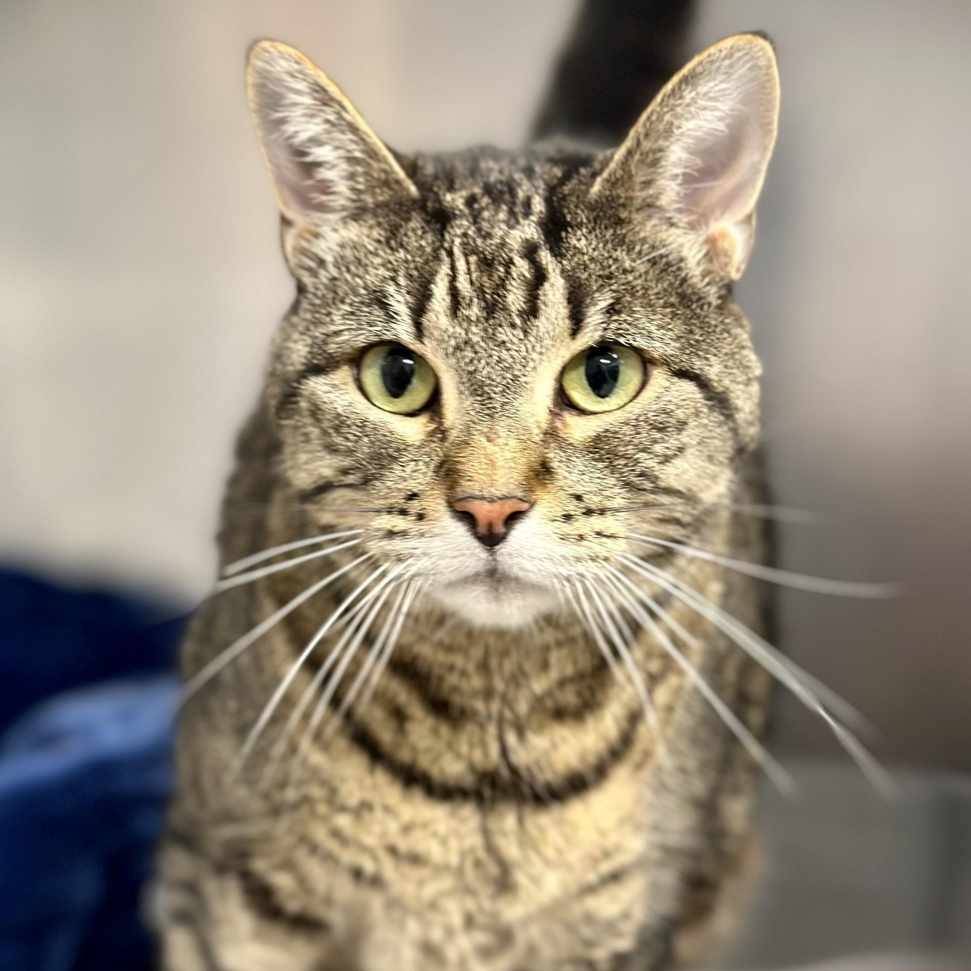 Stella, a Adoptable Domestic Short Hair in Manahawkin, NJ image 2/2