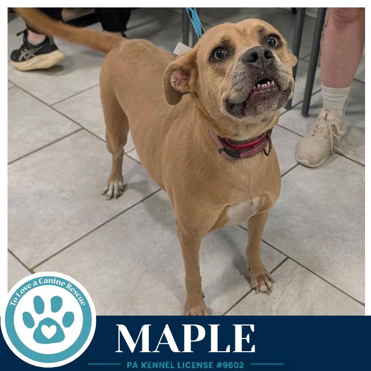 Maple 080126, Adoptable, Adult Female American Bulldog & Mixed Breed.