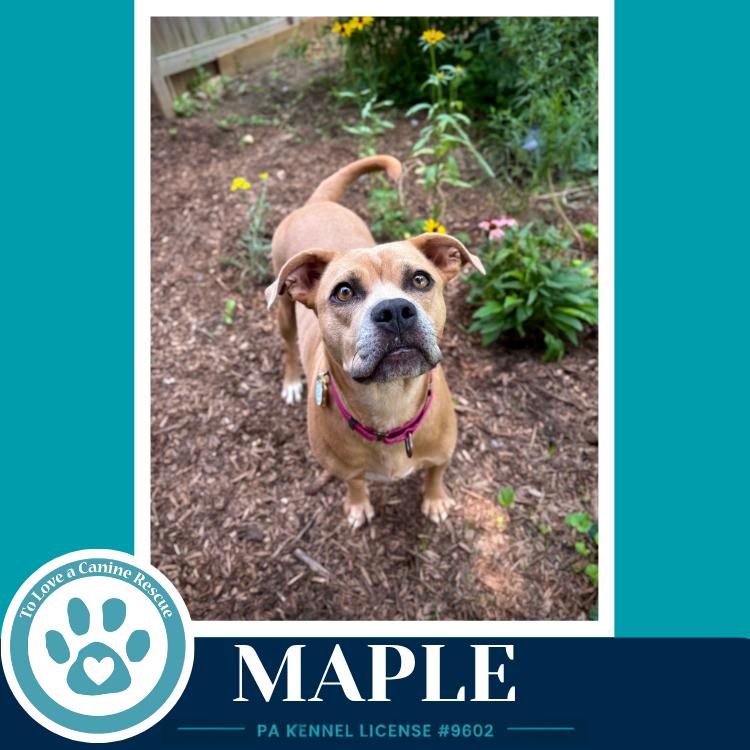 Enlarge Maple 080126, a Adoptable mixed breed in Kimberton, PA image 2/5