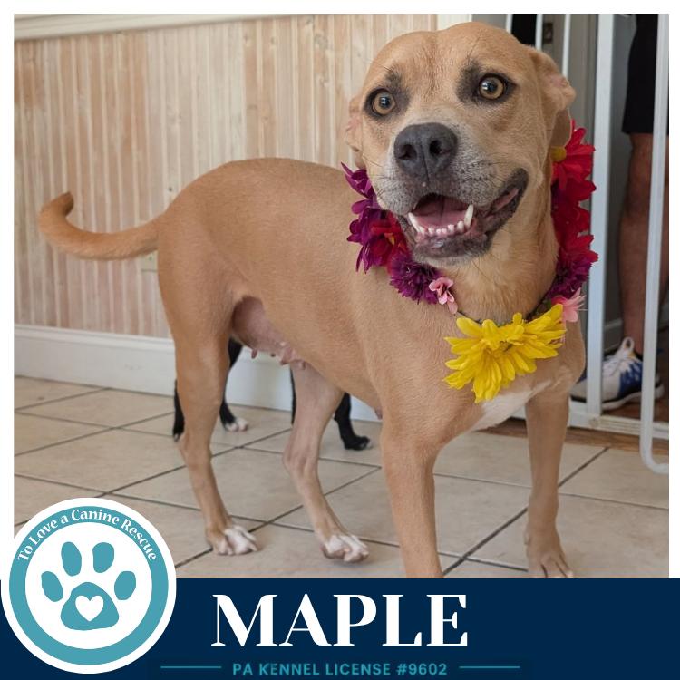 Enlarge Maple 080126, a Adoptable mixed breed in Kimberton, PA image 3/5