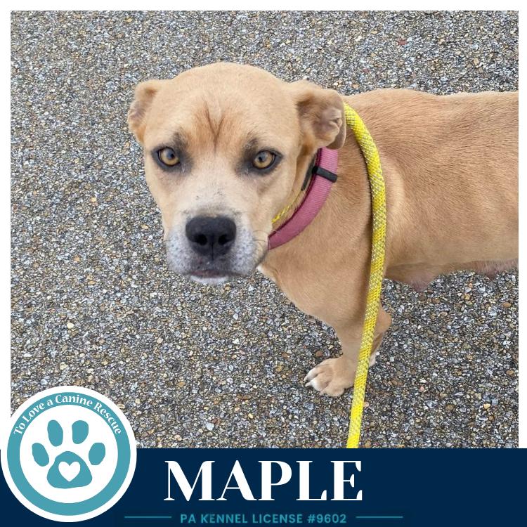 Enlarge Maple 080126, a Adoptable mixed breed in Kimberton, PA image 4/5