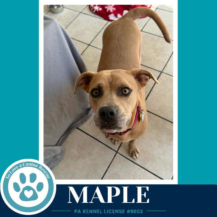 Enlarge Maple 080126, a Adoptable mixed breed in Kimberton, PA image 5/5