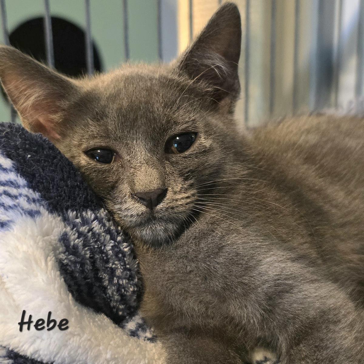 Hebe, Adoptable, Young Female Domestic Short Hair.