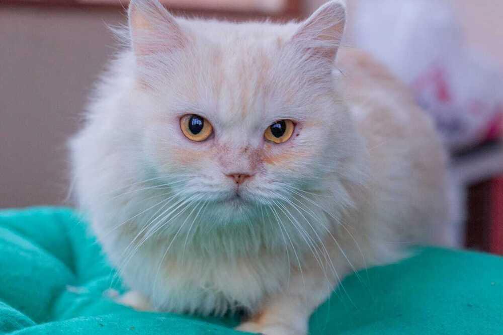 Vanilla, Adoptable, Young Female Persian.