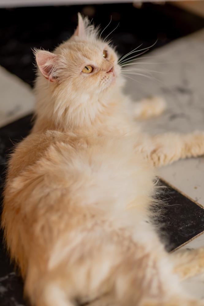 Enlarge Vanilla, a Adoptable Persian in WOLCOTT, CT image 4/6