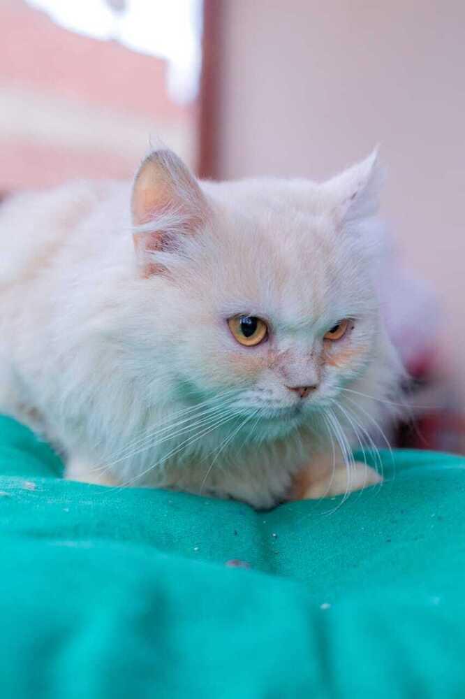 Enlarge Vanilla, a Adoptable Persian in WOLCOTT, CT image 5/6