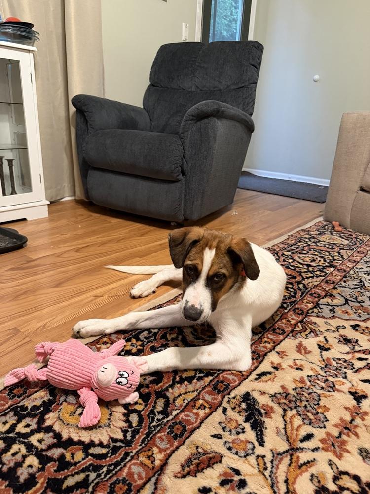 Clifford, Adoptable, Puppy Male Australian Shepherd.