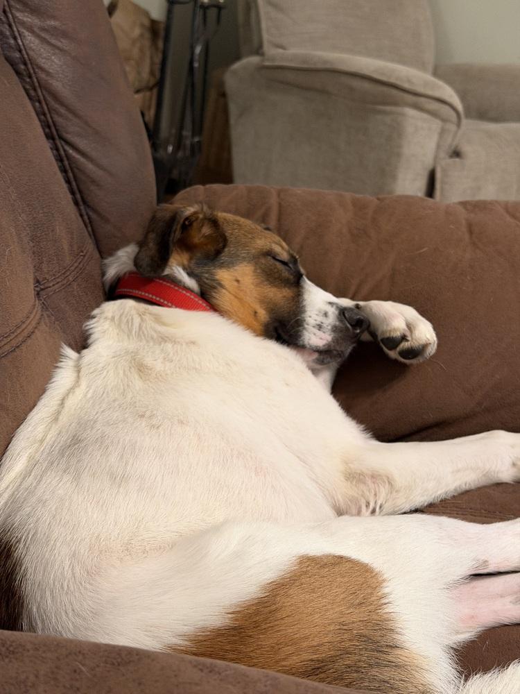 Enlarge Clifford, a Adoptable Australian Shepherd in New Albany, OH image 3/5