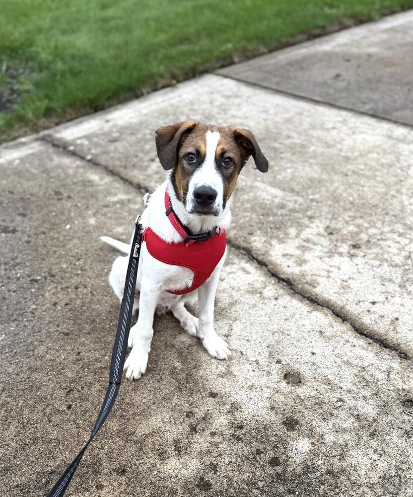 Enlarge Clifford, a Adoptable Australian Shepherd in New Albany, OH image 5/5