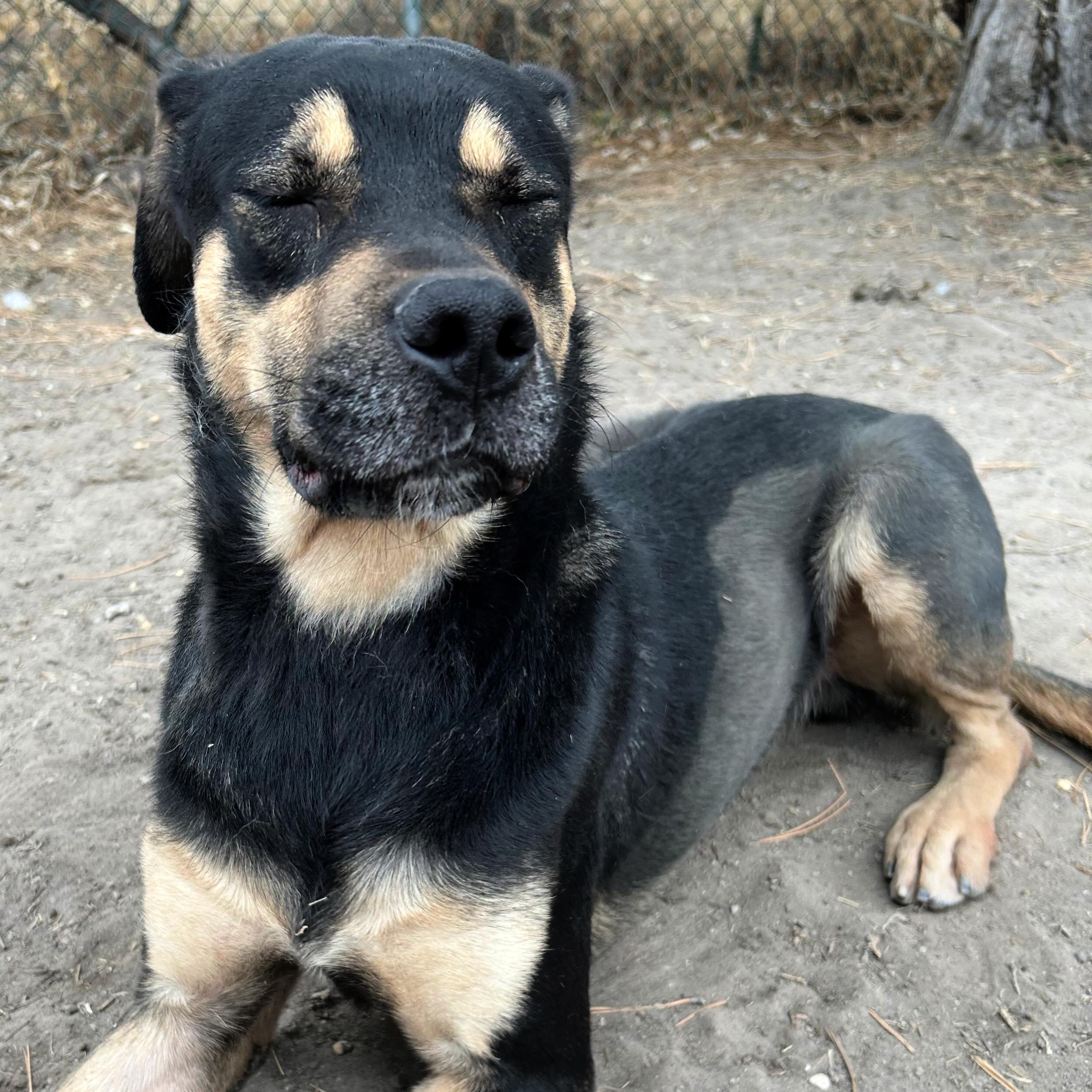 Fender, an adopted mixed breed in Lindon, UT image 4/5