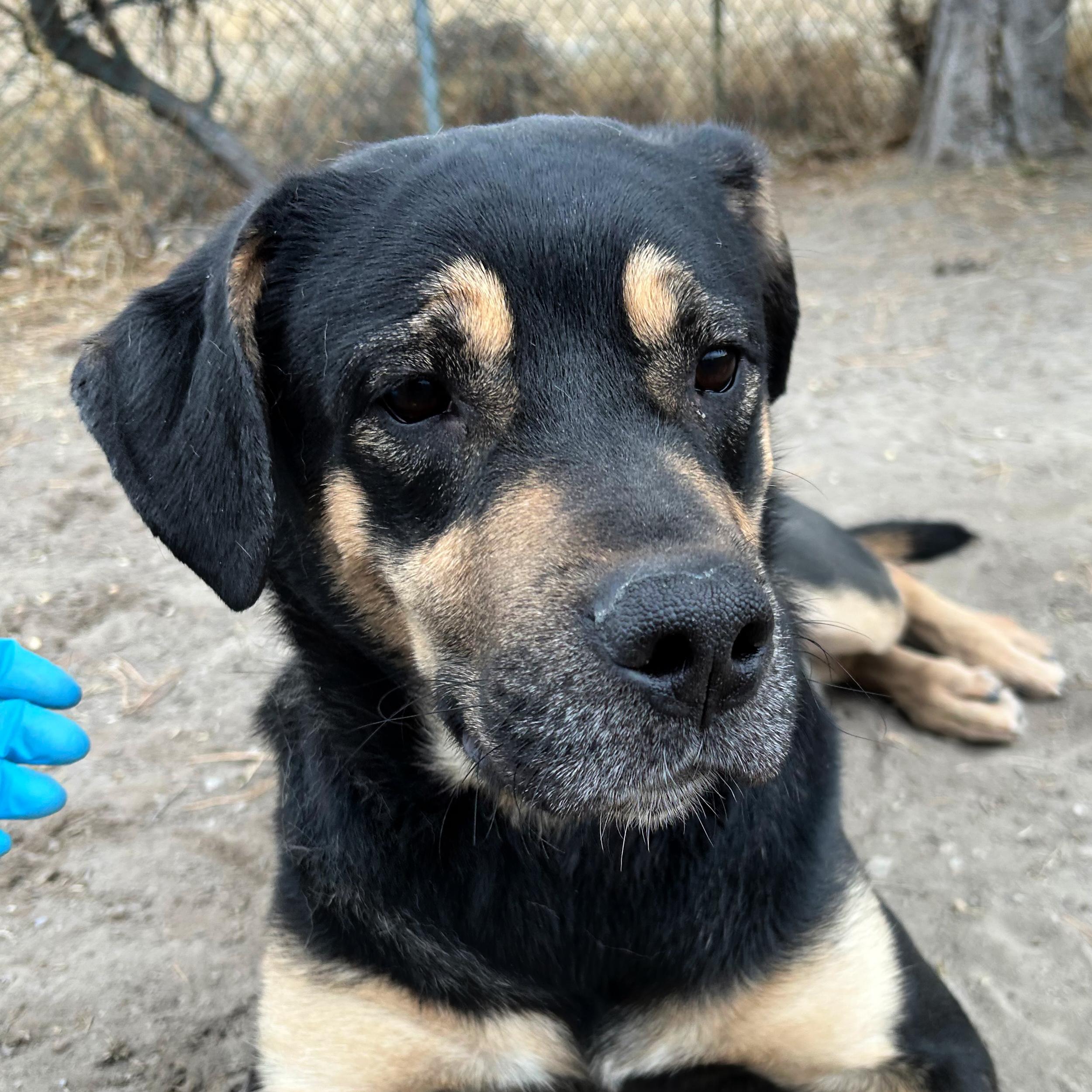 Fender, an adopted mixed breed in Lindon, UT image 2/5