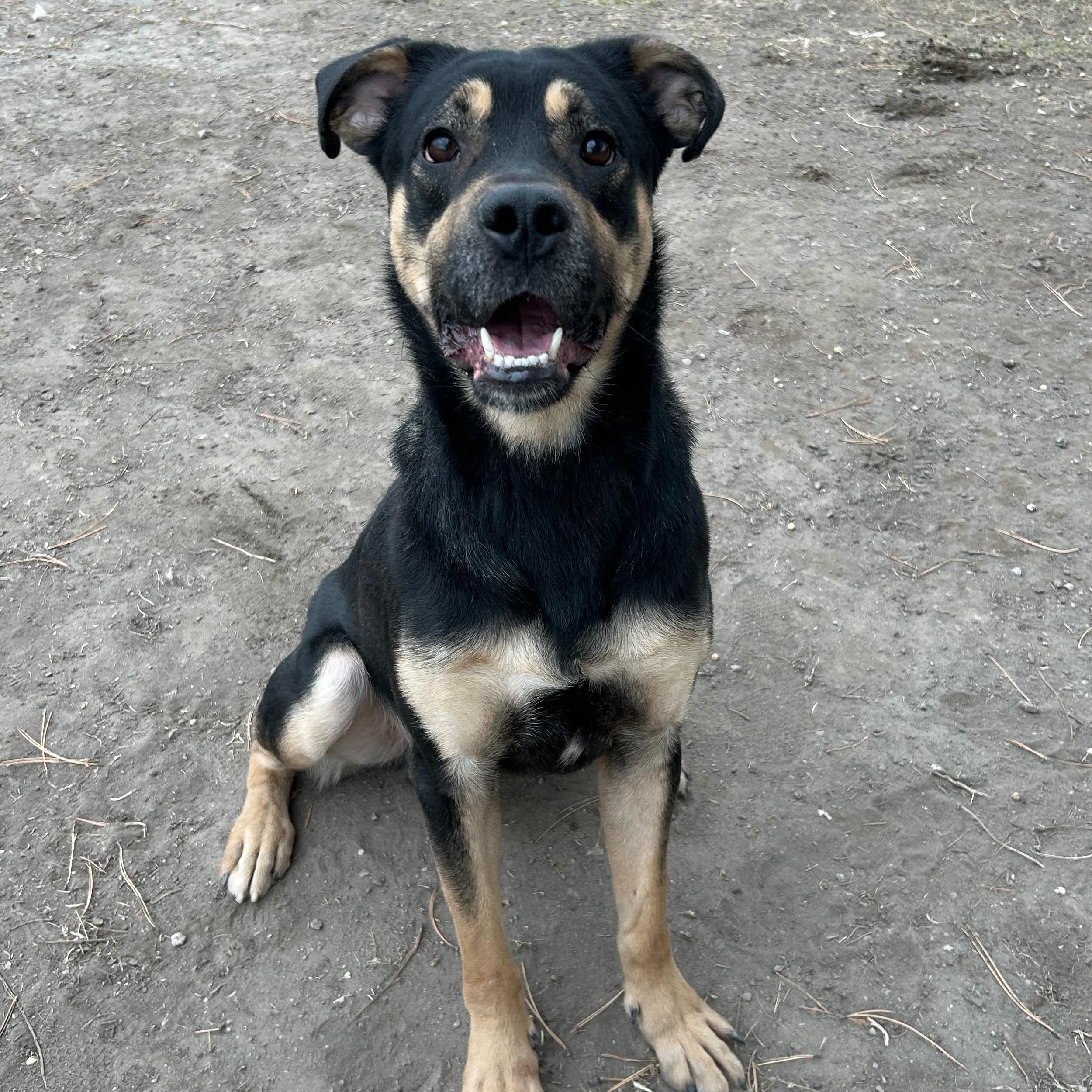 Fender, adoptable, Adult Male Shepherd.