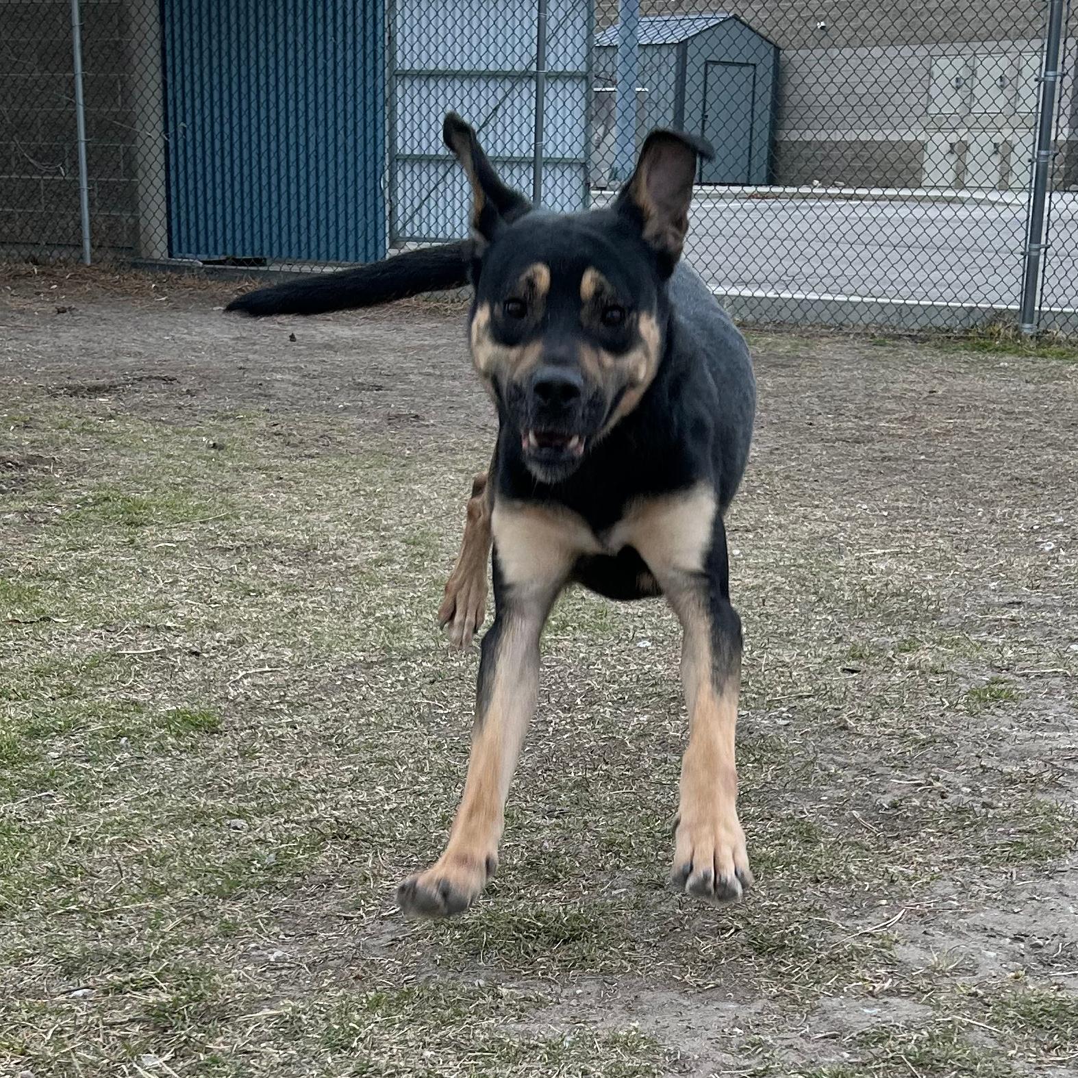 Fender, an adopted mixed breed in Lindon, UT image 5/5