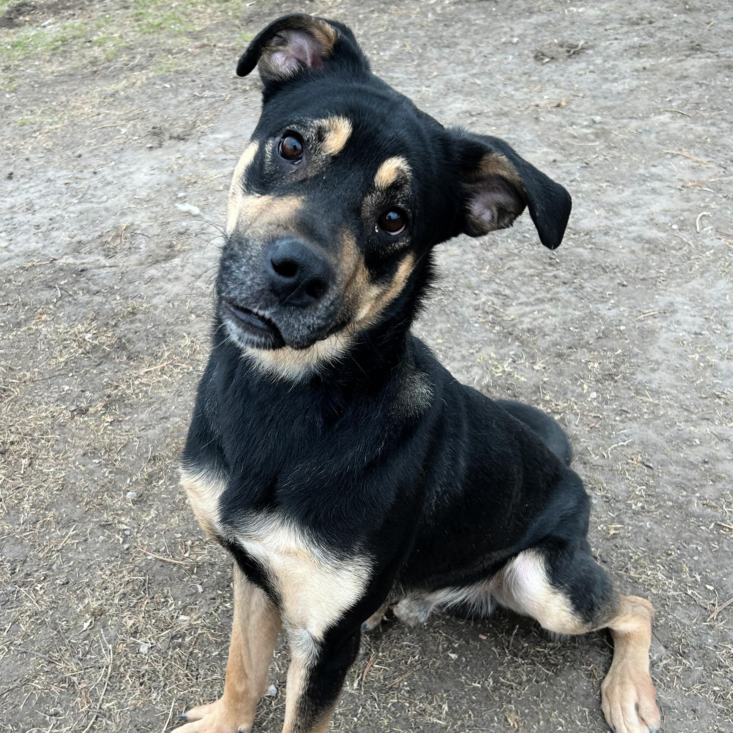 Fender, an adopted mixed breed in Lindon, UT image 3/5