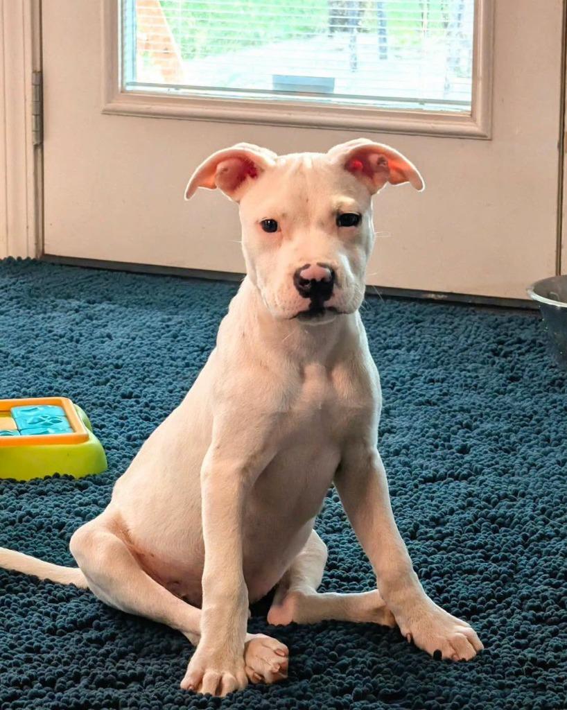 Kosher, Adoptable, Puppy Male Pit Bull Terrier & Mixed Breed.