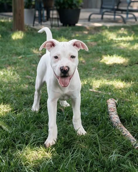 Kosher, a Adoptable mixed breed in Lexington, KY image 2/3