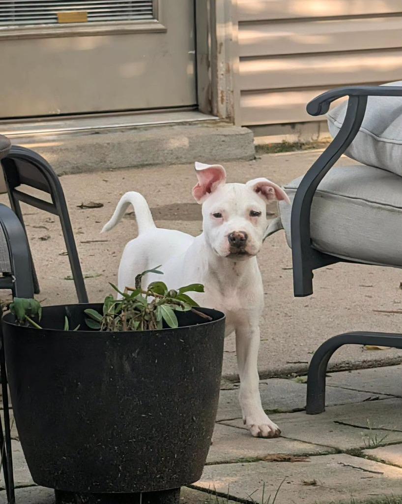 Kosher, a Adoptable mixed breed in Lexington, KY image 3/3