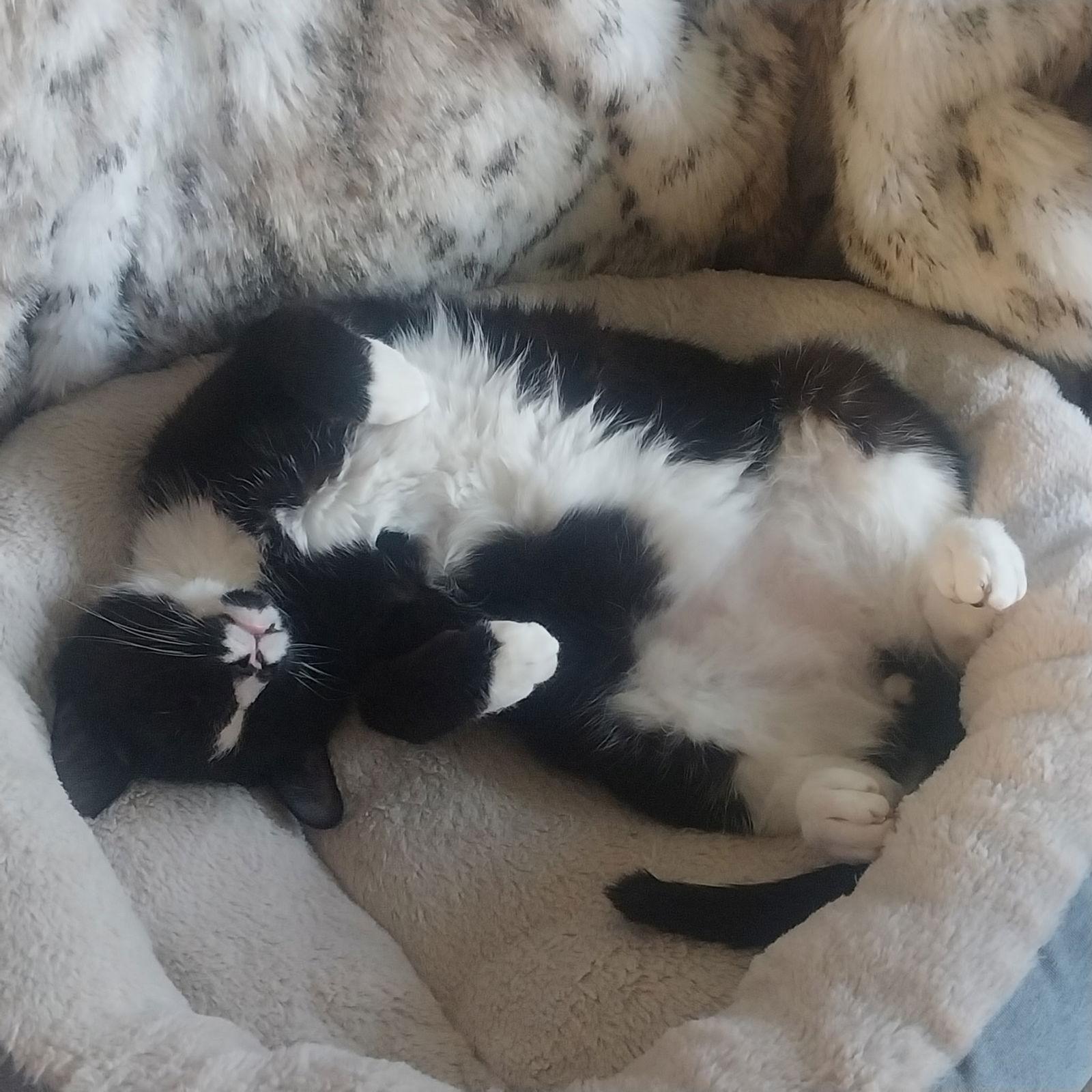 Garnet, Adoptable, Adult Male Domestic Short Hair.