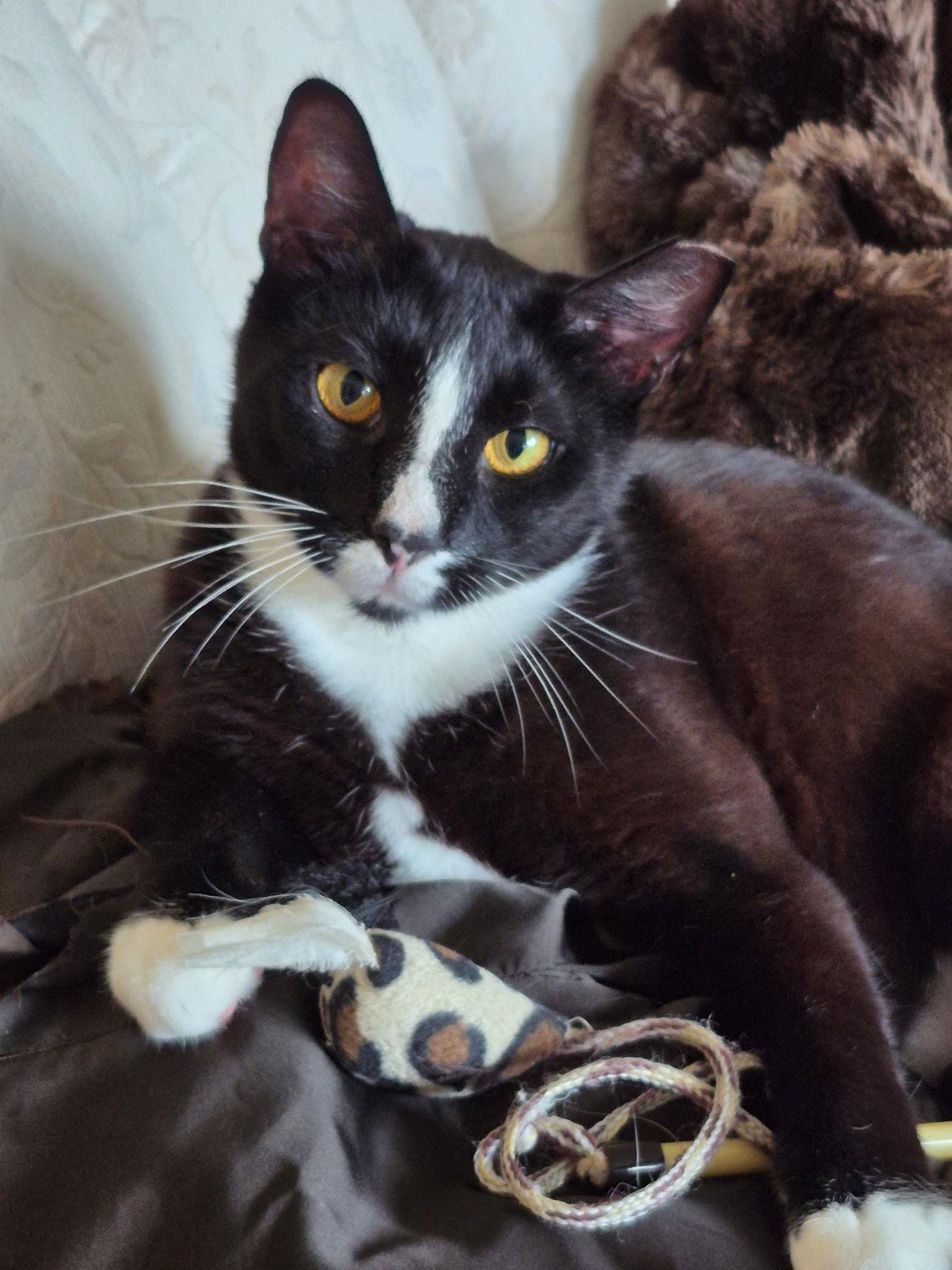 Garnet, a Adoptable Domestic Short Hair in Harrisburg, PA image 2/3