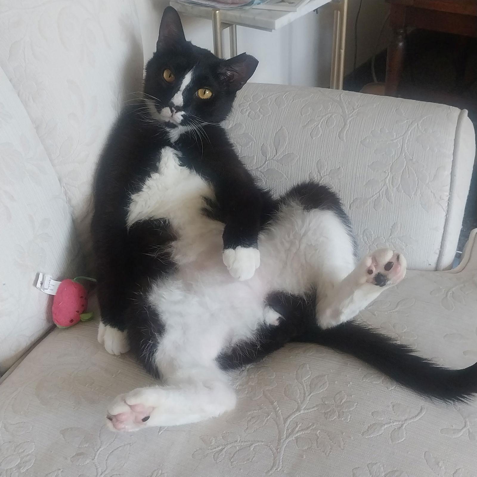 Garnet, a Adoptable Domestic Short Hair in Harrisburg, PA image 3/3