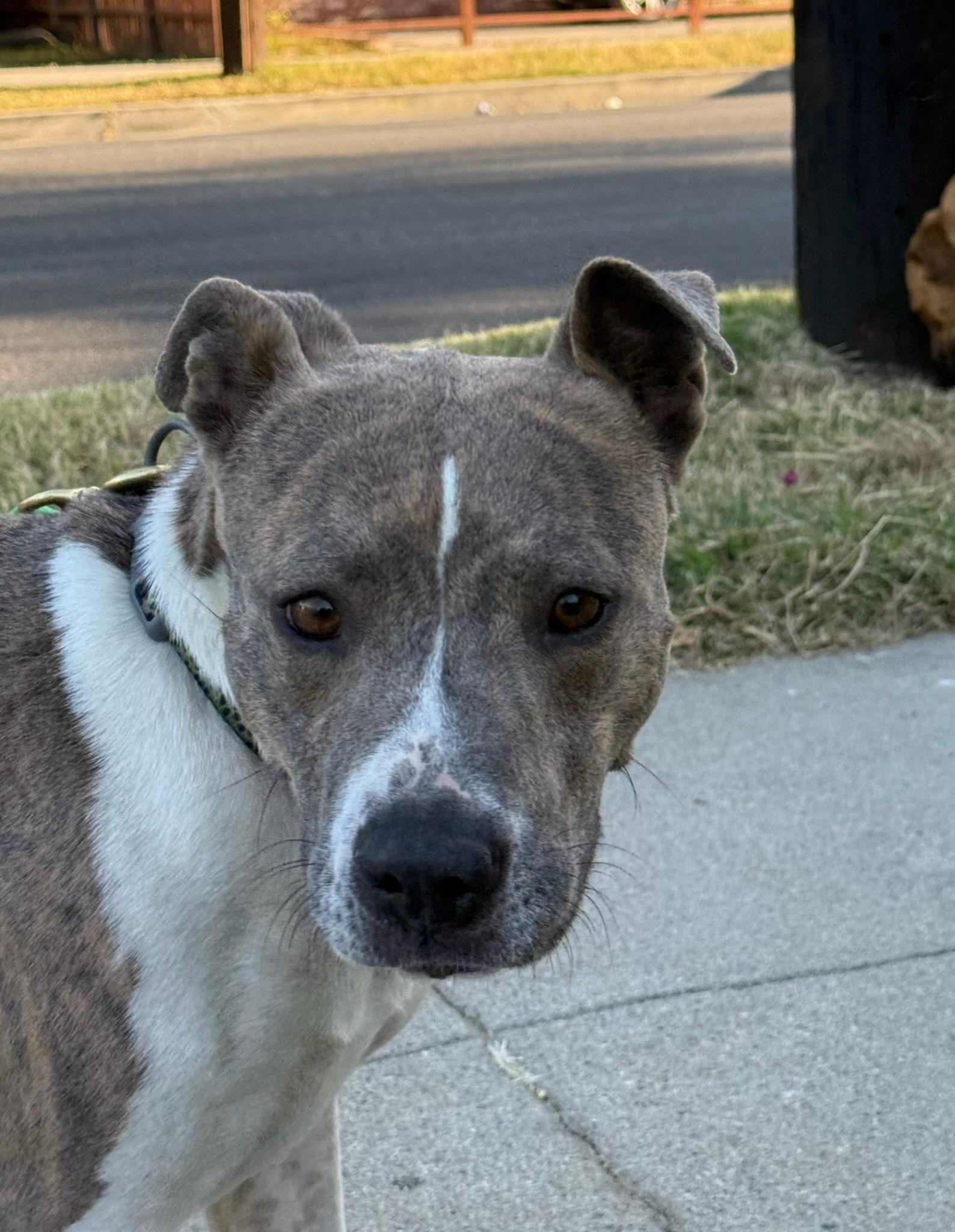 Enlarge Sofi, a Adopted mixed breed in Santa Monica, CA image 2/6