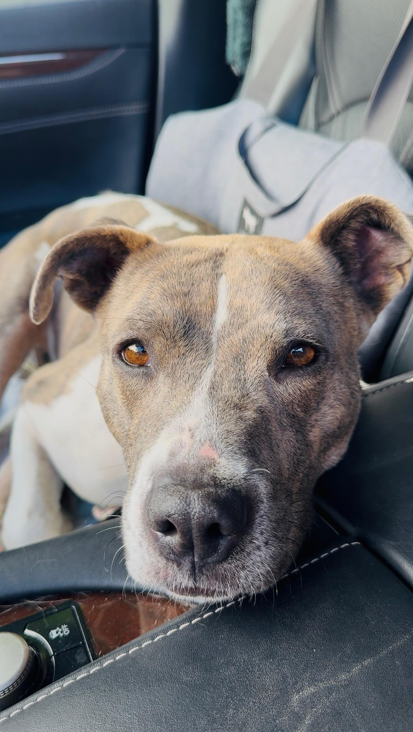 Enlarge Sofi, a Adopted mixed breed in Santa Monica, CA image 4/6