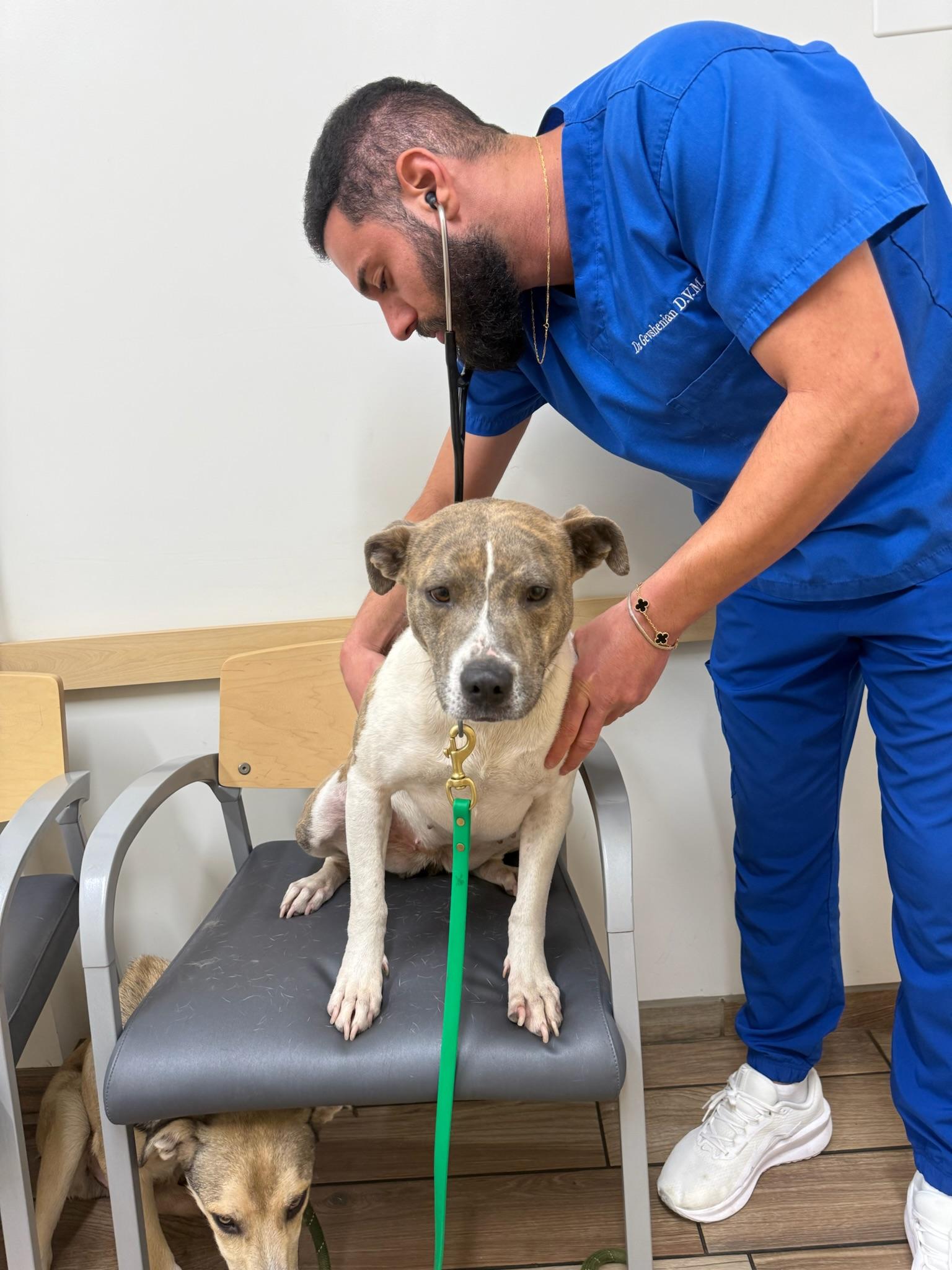 Enlarge Sofi, a Adopted mixed breed in Santa Monica, CA image 5/6