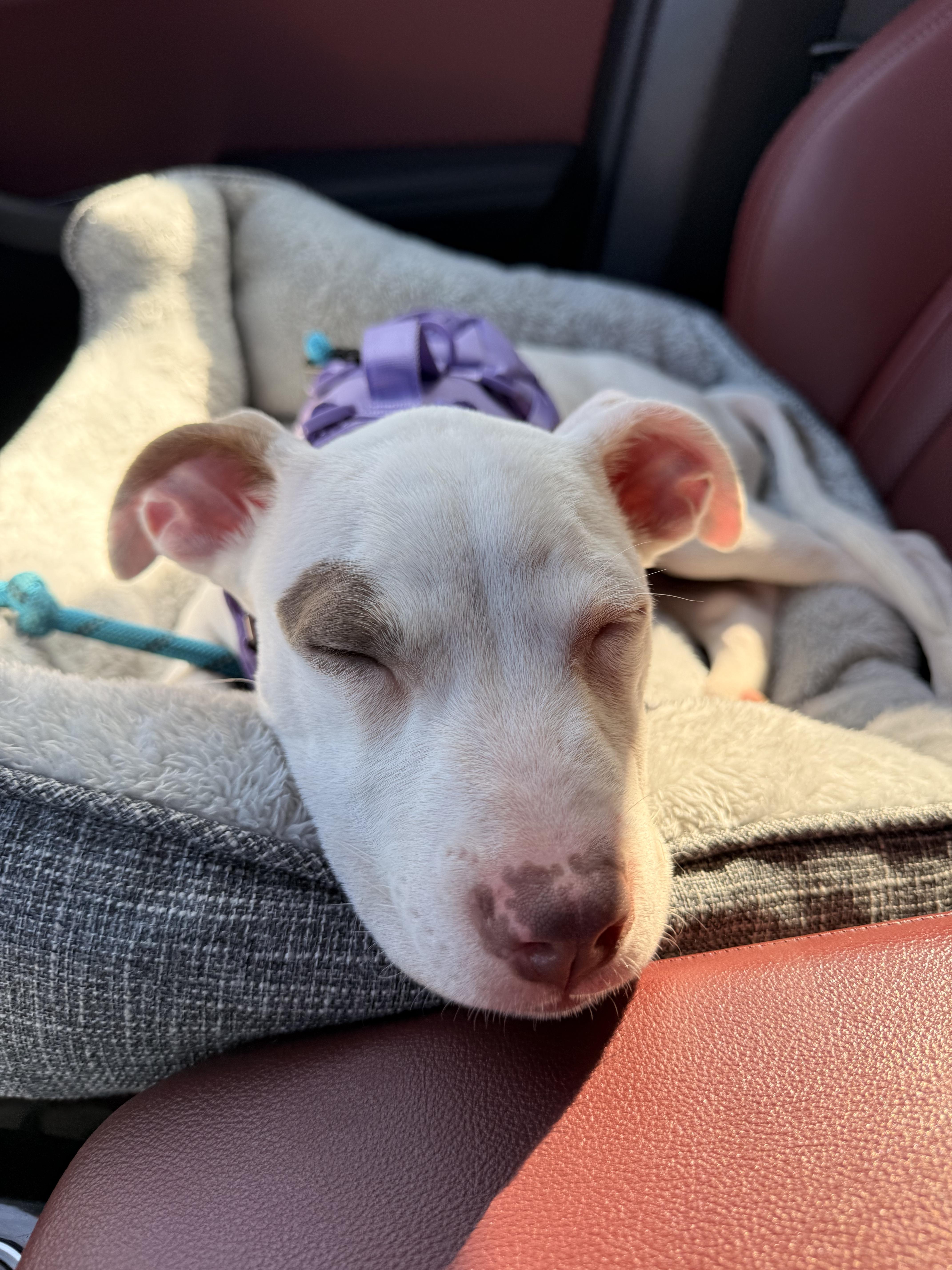 Enlarge Georgia, an adopted Pit Bull Terrier in West Hollywood, CA image 2/4