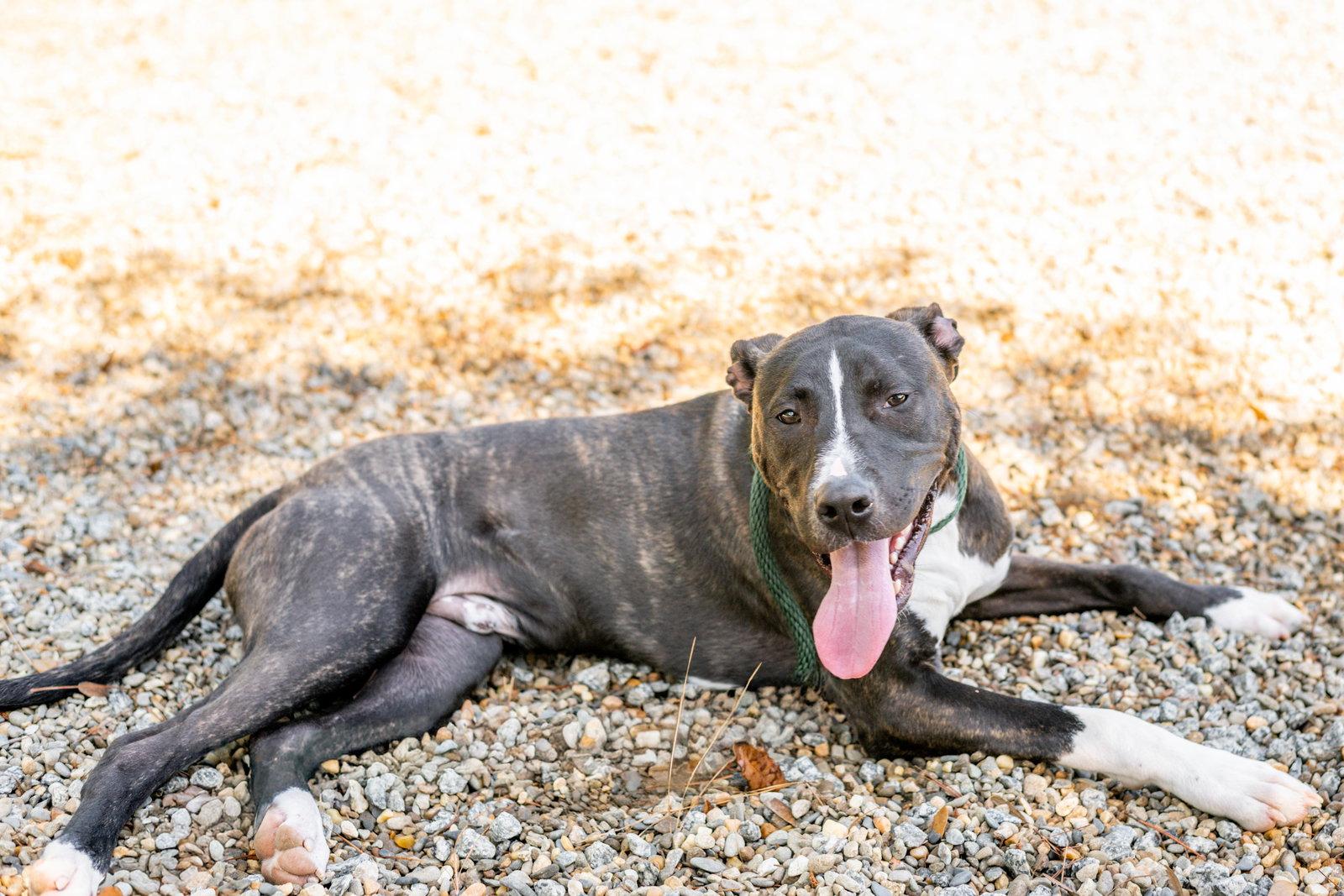 Enlarge Happy, a Adoptable mixed breed in Hilton Head Island, SC image 1/3